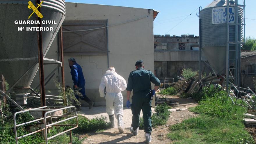 Cerdos abandonados en Calasparra