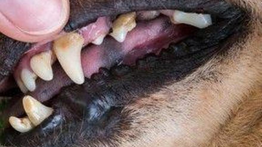 Un perro arranca parte de un dedo a una mujer en Patiño