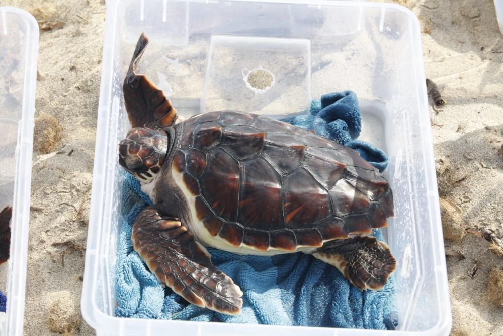 Liberadas 26 tortugas ibicencas en ses Salines