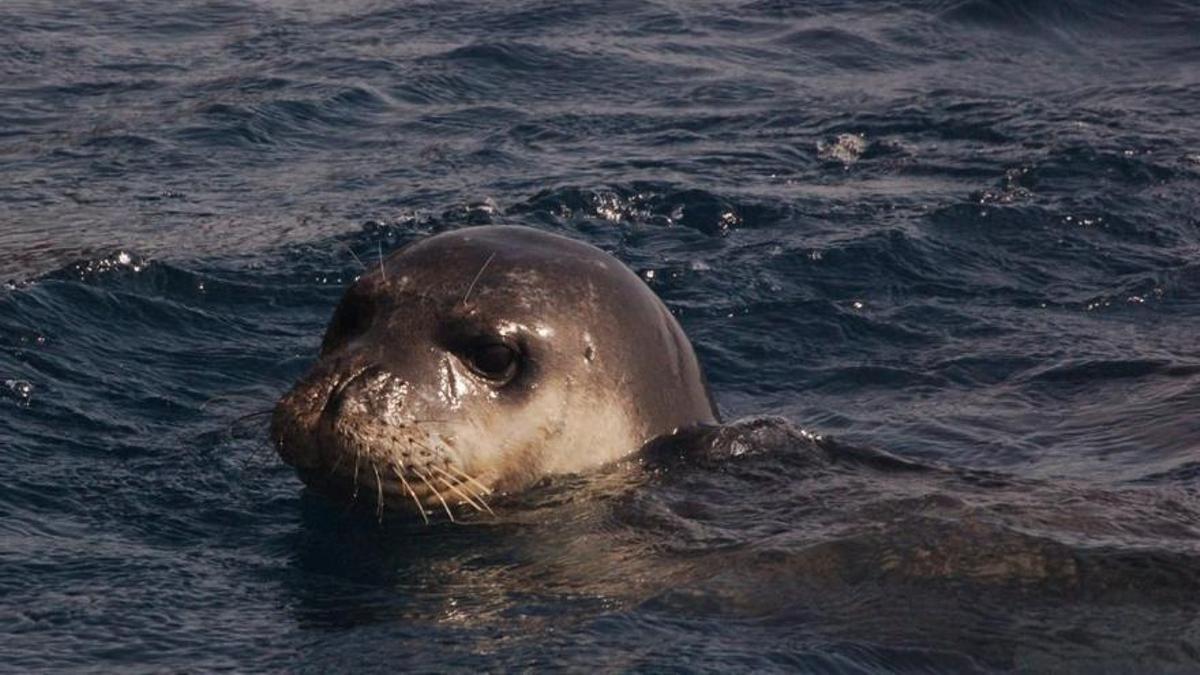 Eine Mönchsrobbe im Mittelmeer.