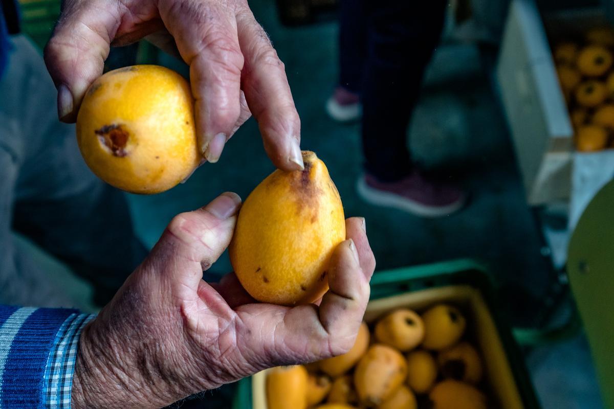 La lluvia echa a perder entre el 20 y el 25% de la cosecha de nísperos y los agricultores no cobrarán el seguro.