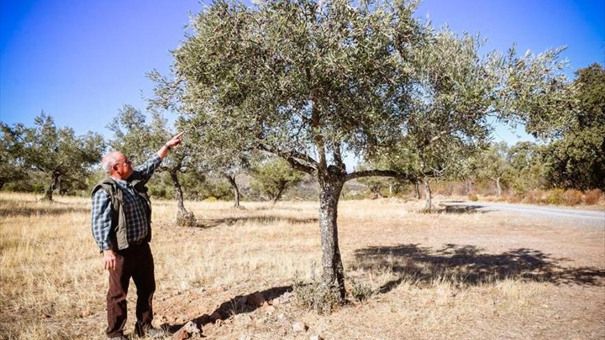 Los ciervos de un coto de la Junta provocan graves daños en los olivos