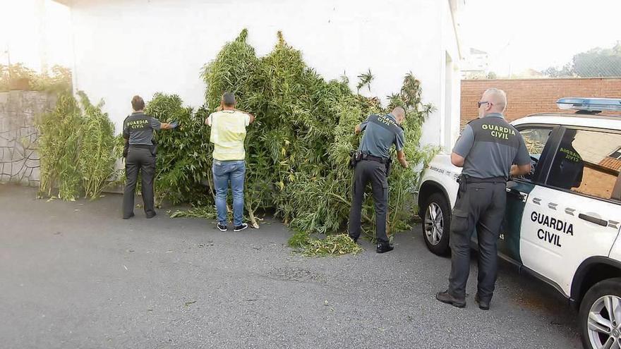 Los agentes con las plantas de marihuana intervenidas en Catoira. // Guardia Civil