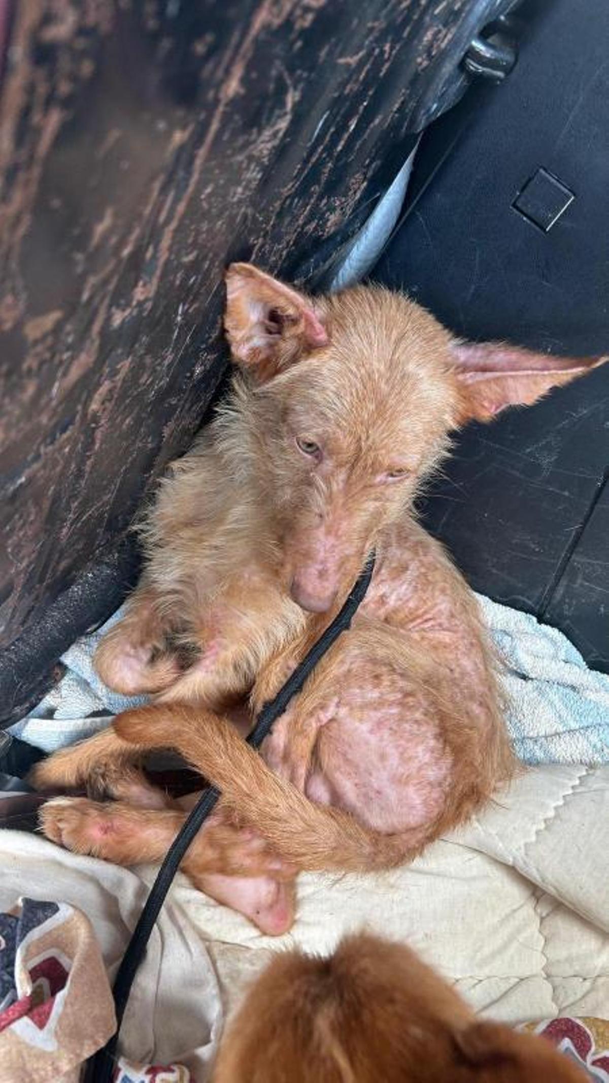 Retiran 22 perros de caza a un vecino de Meira que los tenía enjaulados y escuálidos Retiran 22 perros de caza a un vecino de Meira que los tenía enjaulados y escuálidos