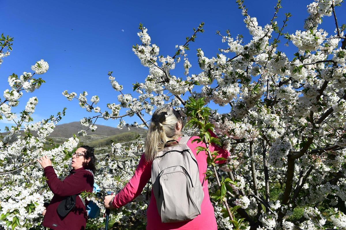 La Fiesta del Cerezo en Flor abre sus puertas en Tornavacas con un homenaje al trabajo y la resistencia del Valle del Jerte