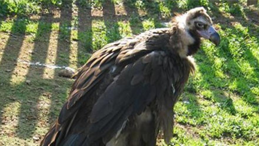 El norte de Extremadura cuenta con dos nuevas Áreas de Interés Especial para Aves