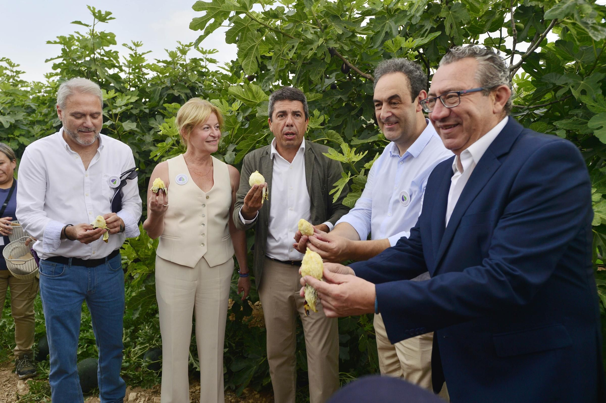 Acto simbólico del arranque de la campaña de breva colar de Albatera