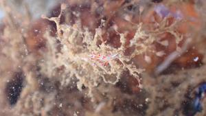 La biodiversidad ha aumentado en las zonas más alejadas del puerto de Tarragona.