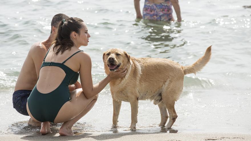 Descubre las mejores playas para perros de la provincia de Alicante