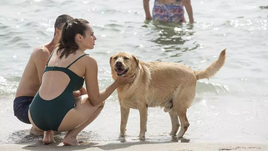 ¿Viajas con tu perro este verano? Estas son las playas de España donde podrá bañarse