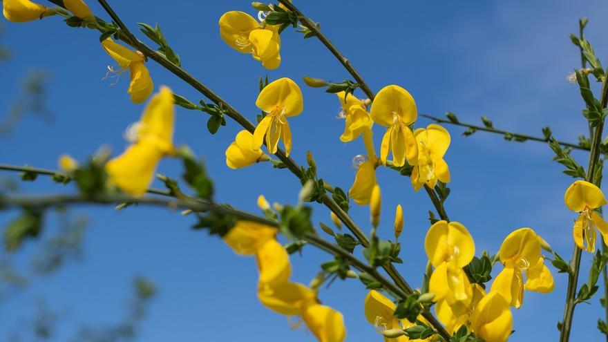 Ginesta: la planta con flores amarillas que perfumará todo tu hogar de forma natural