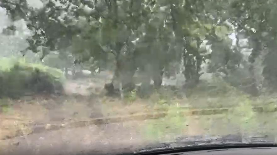 VÍDEO | El temporal en El Torno (Cáceres): granizos en una finca de cerezos