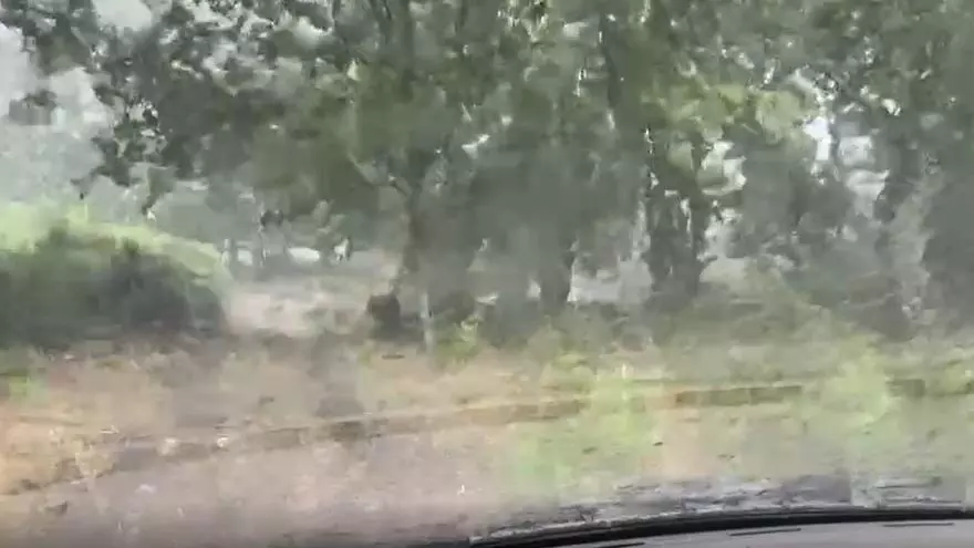 VÍDEO | El temporal en El Torno (Cáceres): granizos en una finca de cerezos