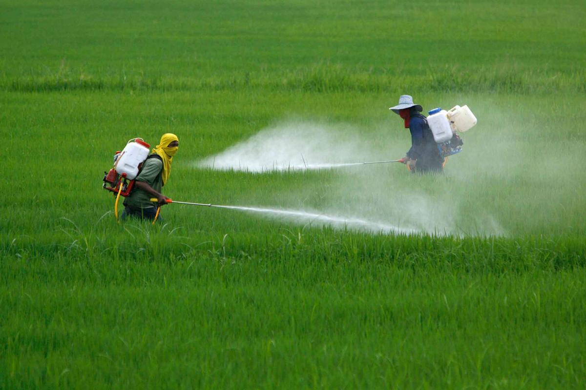 Agricultores aplicando pesticidas