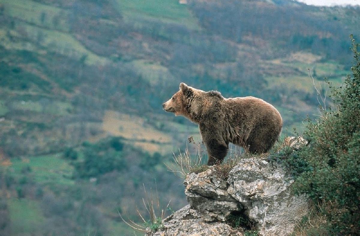Un oso pardo otea el horizonte desde un peñasco en la cordillera Cantábrica