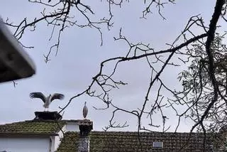 Amores con alas en los tejados de Beade