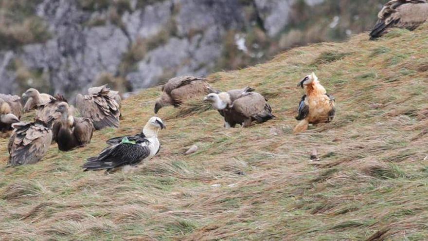 La malaria aviar ya provoca muertes en la fauna del Pirineo