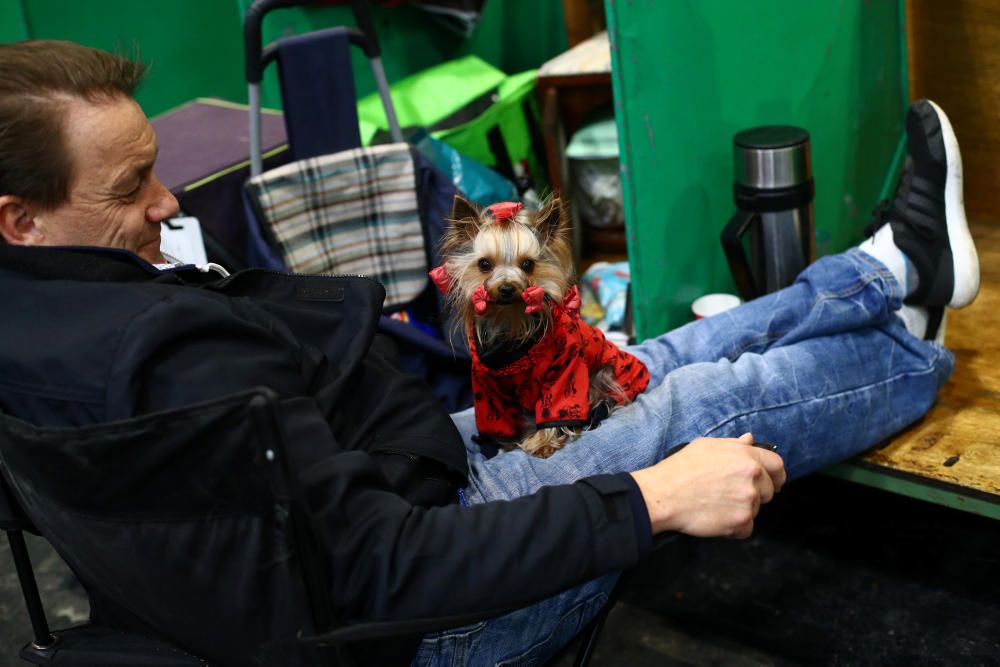 Crufts 2019: L'exhibició de gossos més gran del món