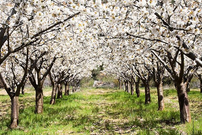 Detalle de cerezos en flor en el Valle del Jerte