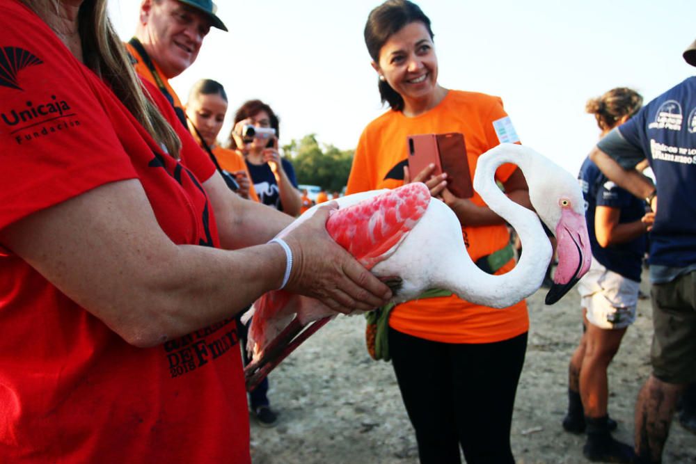 Unos seiscientos pollos de flamenco han sido anillados este sábado por voluntarios procedentes de toda España en la Reserva Natural Laguna de Fuente de Piedra,, actividad con la que la Junta realiza el seguimiento individual de estas aves y estudia diferentes aspectos de la biología de esta especie.