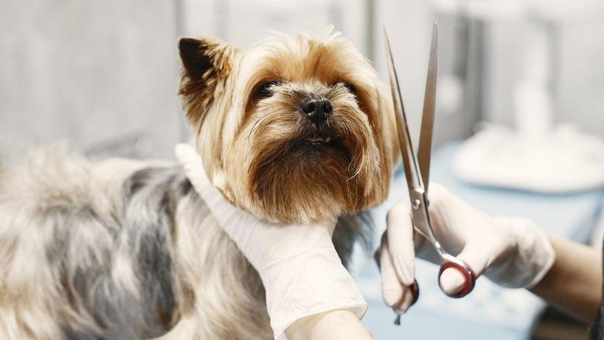 Los veterinarios coinciden: “Cortar el pelo a los perros cuando hace calor puede ser peligroso para su salud”