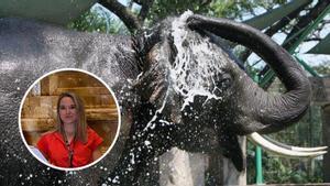 Mor una espanyola al ser atacada per un elefant a Tailàndia