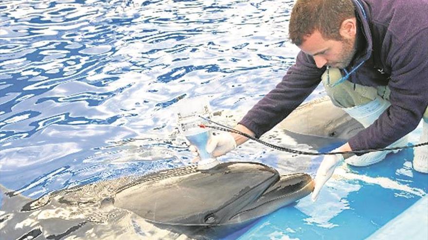 L’Oceanogràfic compartix els seus coneixements sobre mamífers marins