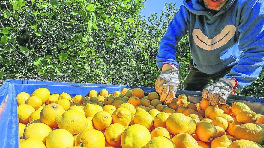El primer aforo de limón prevé un descenso de la producción del 14%