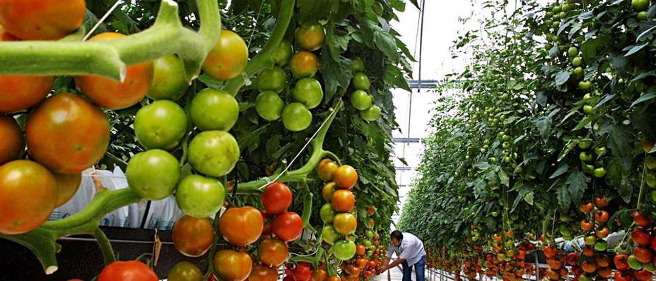 Invernadero con tomates en la empresa Bonnysa.