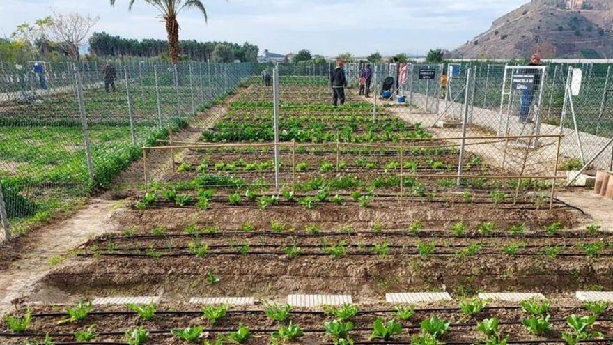 Orihuela adjudicará una veintena de parcelas en los huertos urbanos