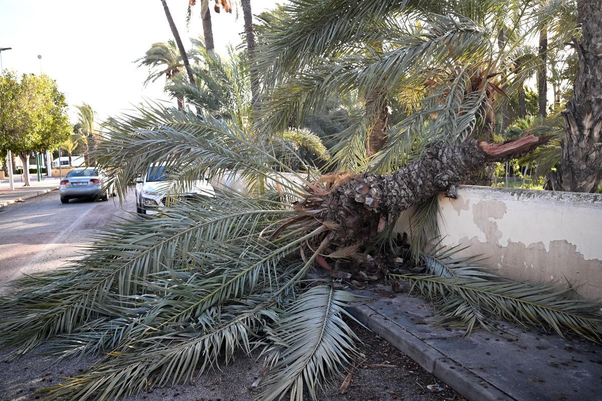 Decenas de incidencias en Elche por las fuertes rachas de viento