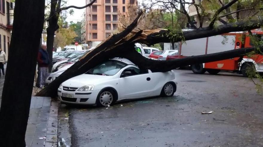 Cortan una calle de Valencia por la caída de un árbol