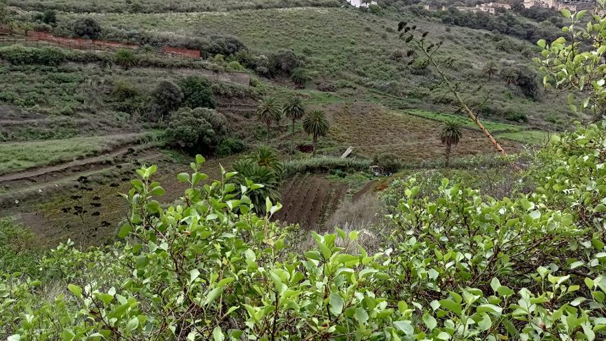 Santa Brígida dedica el mes de noviembre al mundo del vino