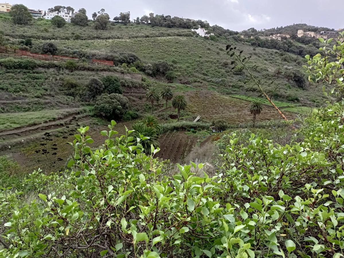 Paisaje de los viñedos de Santa Brígida