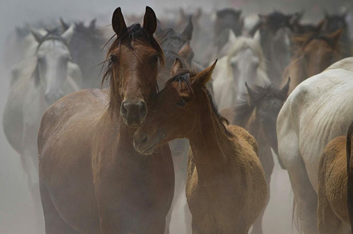Més de mil cavalls, que viuen en estat semisalvatge als aiguamolls de Doñana, han sortit del seu entorn natural camí de la localitat d’Almonte (Huelva) en la tradicional ’saca de las yeguas’.