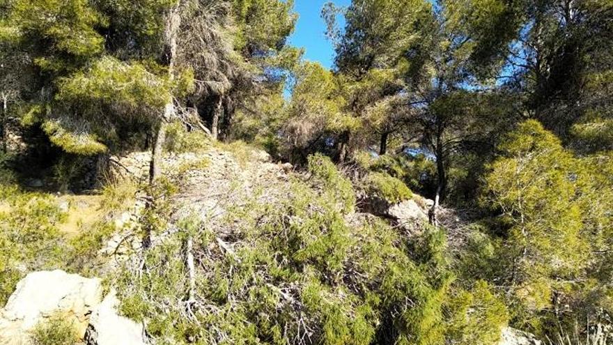 El bosque de la Serra d&#039;Oltà.