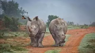 Elefantes y rinocerontes reducen sus colmillos y cuernos para evitar ser cazados