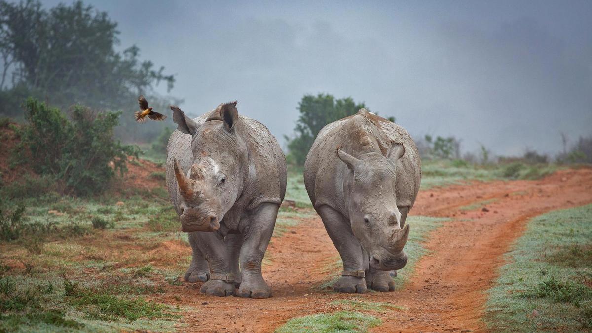 Rinocerontes y elefantes reducen sus cuernos y colmillos para evitar ser cazados