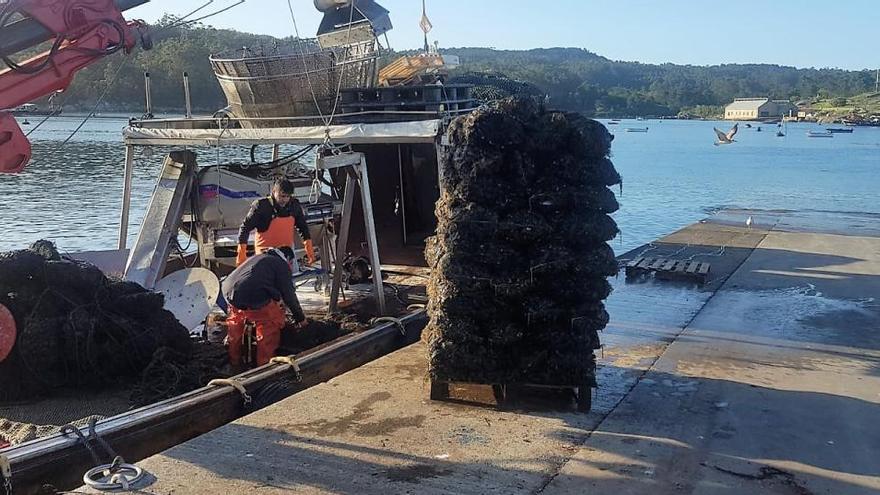 Descargas de mejillón en Porto Meloxo (O Grove), esta mañana.