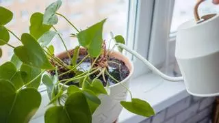 Joan Calderón, jardinero: “El error al regar las plantas es echar un chorrito de agua todos los días”