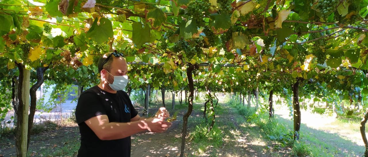 Un trabajador, con mascarilla, en una viña en la cooperativa Paco&amp;Lola, en Meaño.