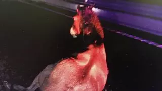 Un caballo causa un accidente en la PO-313 en Moaña