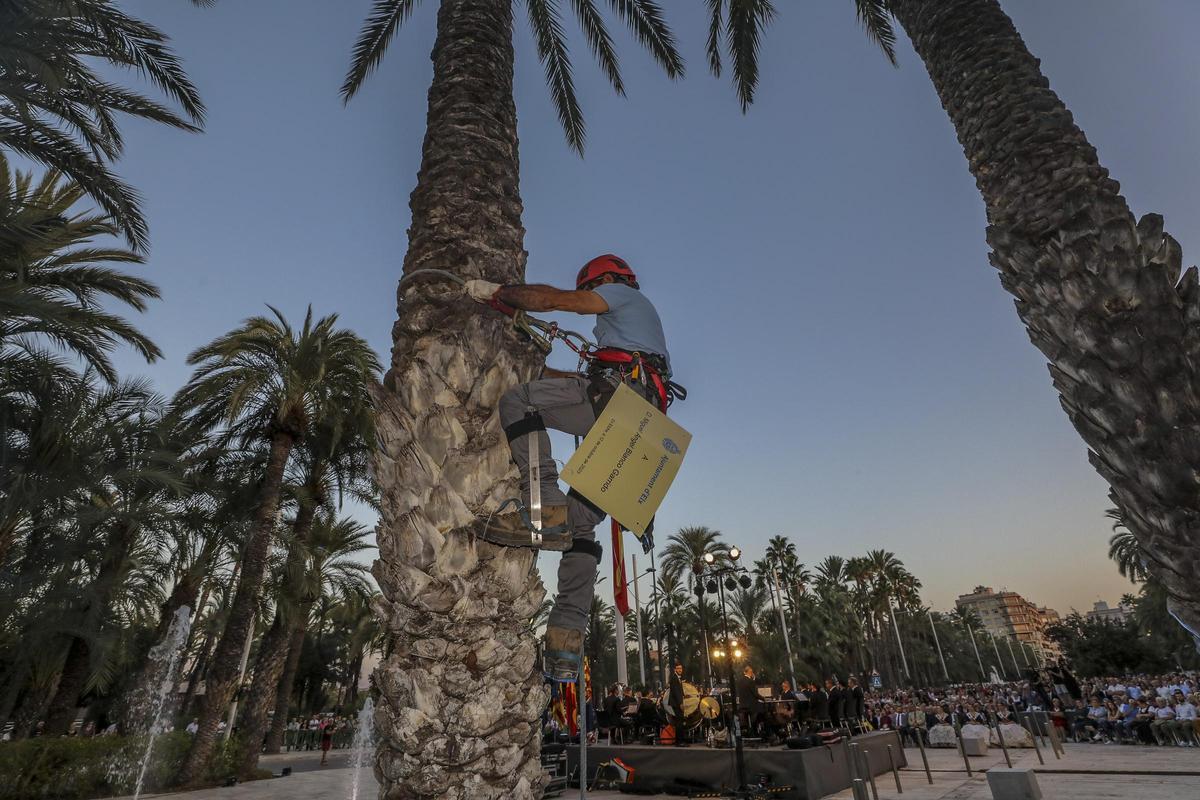 Un palmerer sube a colocar el cartel en una palmera que se ha dedicado a Miguel Angel Blanco