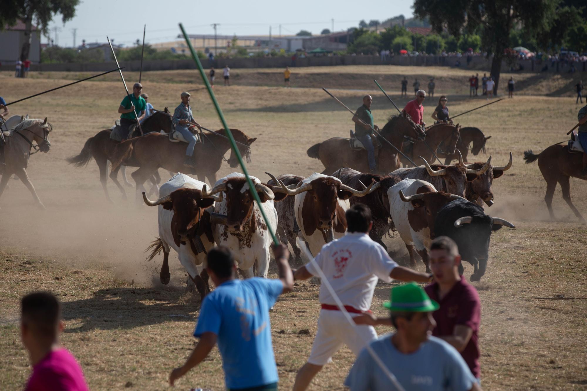 GALERIA | Así han sido los espantes del domingo en Fuentesaúco