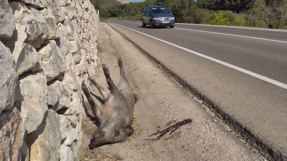 Un jabalí muerto tras ser atropellado en la carretera de la Xara a Jesús Pobre, en término de Dénia