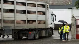 Més de 25.000 treballadors de la indústria porcina catalana, en suspens després d’una setmana de crisi sanitària