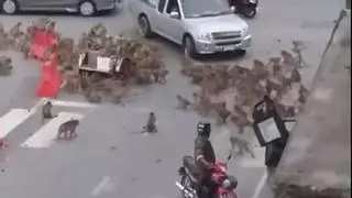 Una batalla campal de monos paraliza una ciudad de Tailandia | Vídeo