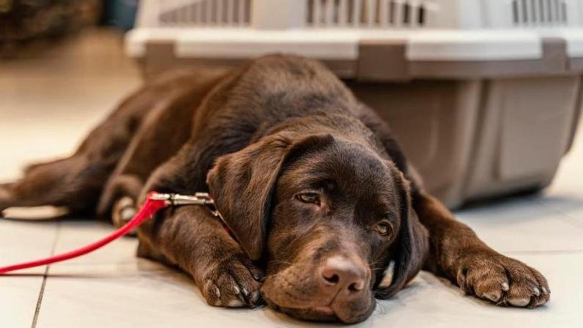 Entra en vigor la Llei de Benestar Animal: multes de fins a 50.000 euros si fas això amb el teu gos