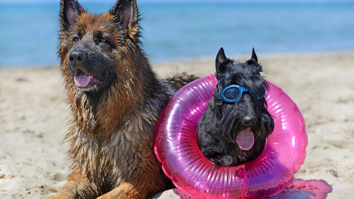 Los secretos para un día perfecto en la playa con tu perro: ¡No te los pierdas!