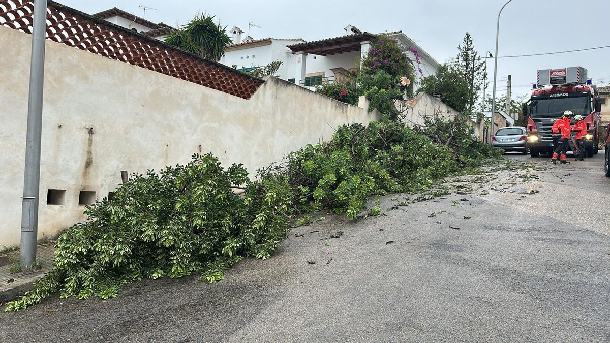 Los bomberos despiezaron el árbol para facilitar su retirada.